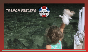 Tarpon Feeding at The Wharf