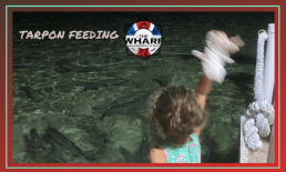 Tarpon Feeding at The Wharf